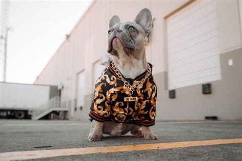 Prettyboibulla: The Latest in Pet Fashion