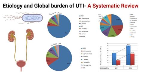 Prevalence of Bladder Infections