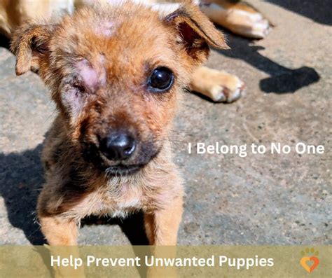 Prevent Unwanted Litters: