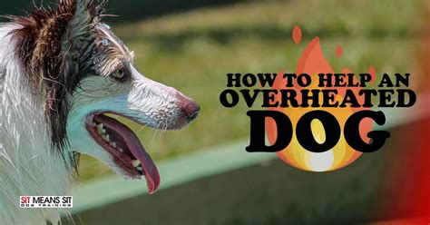 Preventing and Treating Overheated Dogs: A Comprehensive Guide