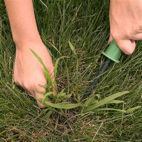 Prevents crabgrass: