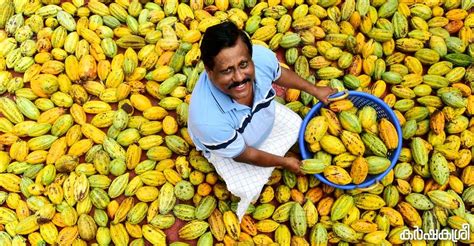 Price for Coconut Soars to Record Highs: A Global Crisis