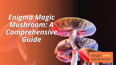 Price of Magic Mushrooms: A Comprehensive Guide