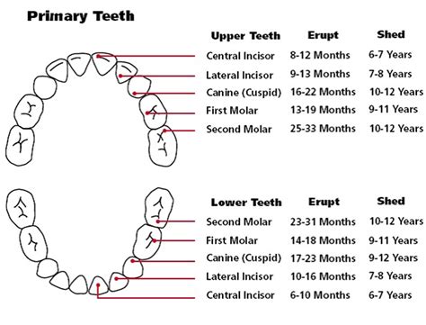 Primary (Baby) Teeth: