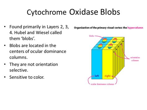 Primary Blob