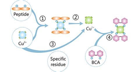 Principles of BCA Chemistry