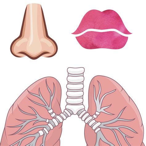 Printable Lungs
