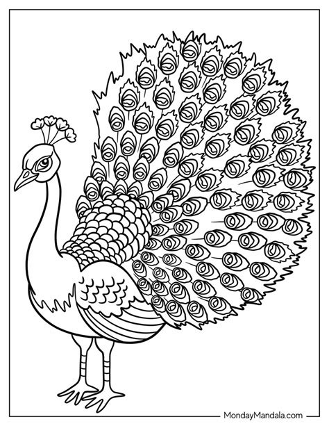 Printable Peacock Coloring Pages