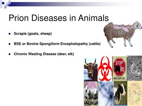 Prion Diseases of Humans and Animals PDF