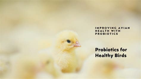 Probiotics for Birds: Enhancing Avian Health with Beneficial Bacteria