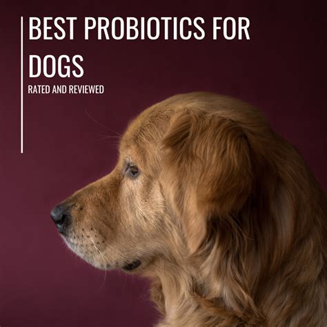 Probiotics for Dogs with Allergies: 6 Must-Know Facts