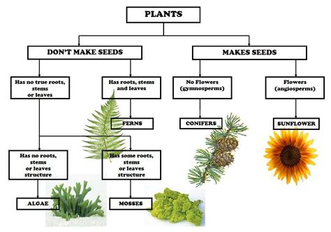 Problems and Solutions in Botany Epub