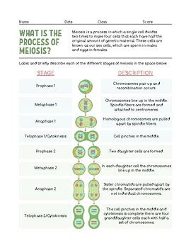 Process Of Meiosis Answer Key Doc