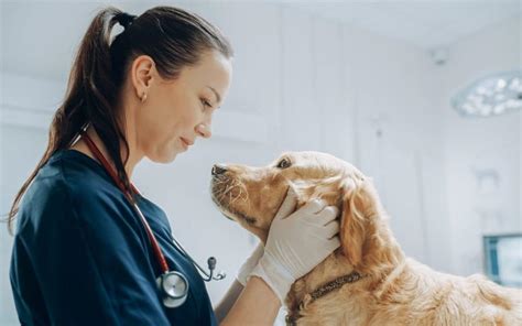 Professional and Compassionate Veterinary Care for Your Beloved Pets