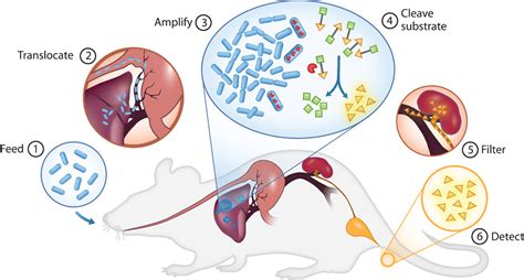 Programmable Probiotics: 30,000-Fold Increase in Cancer Detection Sensitivity