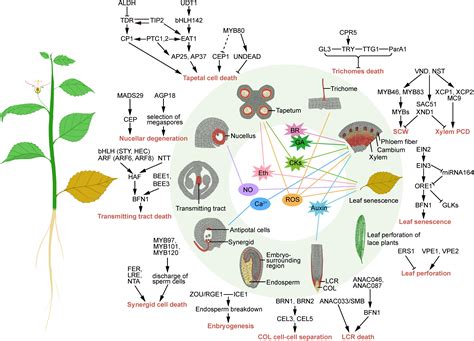 Programmed Cell Death in Plants Doc