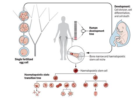 Progress in Developmental Biology Reader