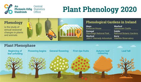 Progressing Phenology of Plants: A Detailed Insight into Phoeyube