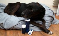 Proin for Dogs: Unmasking the Side Effects