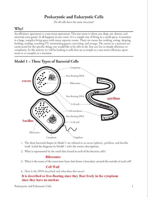 Prokaryotic And Eukaryotic Cells Answer Key PDF