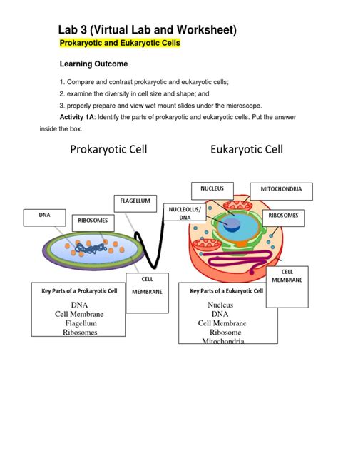 Prokaryotic And Eukaryotic Cells Lab Answers Doc