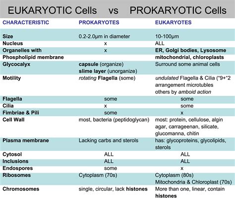 Prokaryotic Vs Eukaryotic Chart
