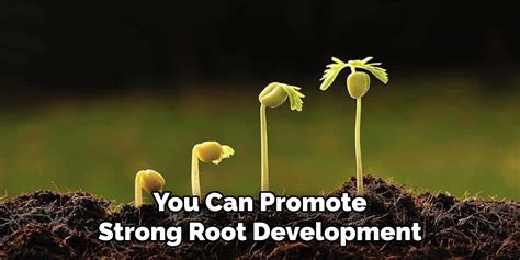 Promote strong root development: