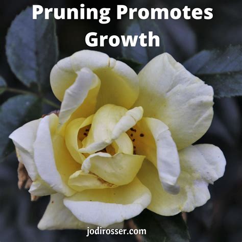 Promotes Growth: