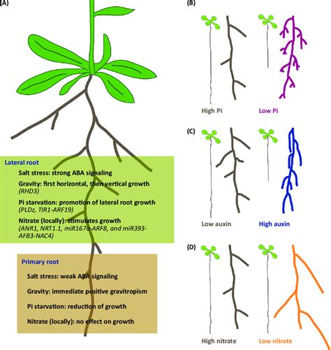 Promotes Root Development: