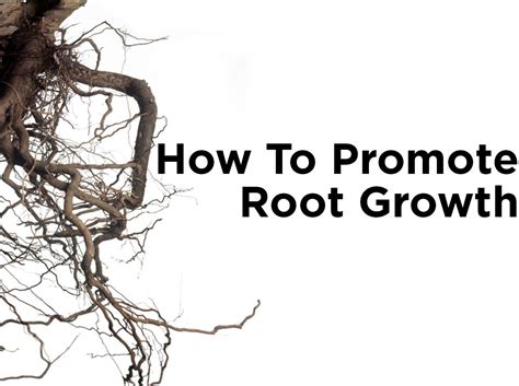 Promotes Root Growth: