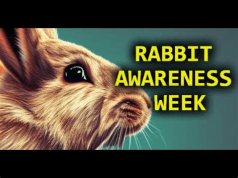 Promoting Rabbit Awareness: