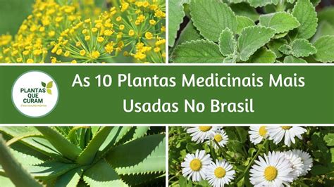 Propriedades Medicinais da Catarina Paolino Flor