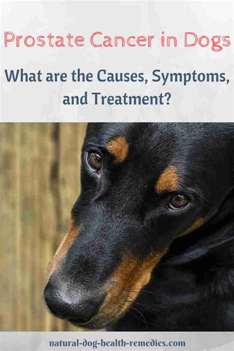 Prostate Cancer in Dogs: A Prevalent and Treatable Disease