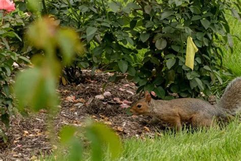 Protect Your Nuts: The Ultimate Guide to Squirrel-Proofing Your Life