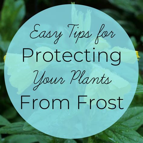 Protect Your Plants from a Frost Advisory