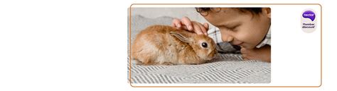 Protecting Your Beloved Bunny: A Comprehensive Guide to Rabbit Insurance