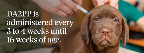 Protecting Your Canine Companion with the DA2P Vaccine: A Comprehensive Guide