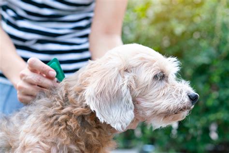 Protecting Your Furry Friend: A Comprehensive Guide to Flea and Tick Prevention