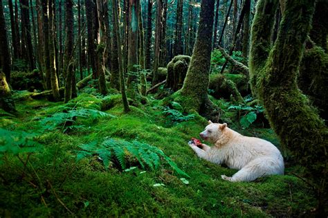 Protecting the Great Bear Rainforest: