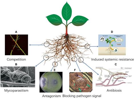 Protection of Rattan Against Fungal Staining and Biodeterioration PDF