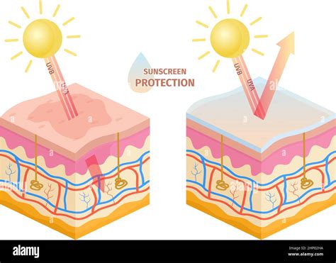 Protects against UV damage: