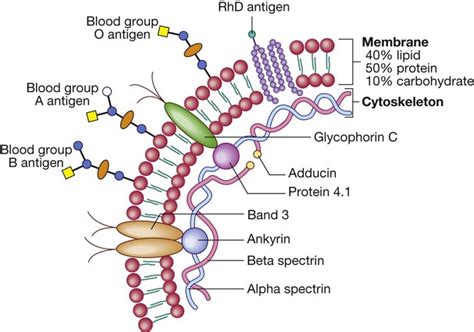 Protein Blood Group Antigens of the Human Red Cell Structure PDF