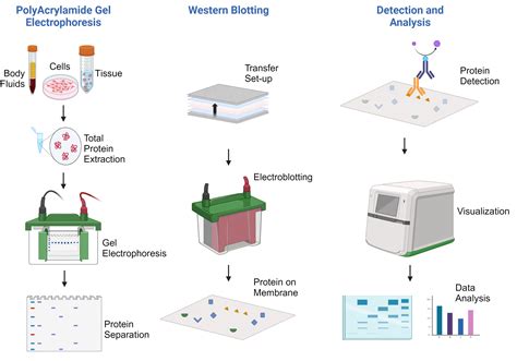 Protein Blotting and Detection Methods and Protocols Epub