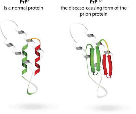 Protein Misfolding and Disease Kindle Editon