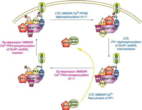 Protein Phosphatases 1 Edition Epub
