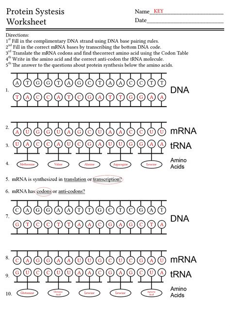 Protein Synthesis Answer Sheet Kindle Editon