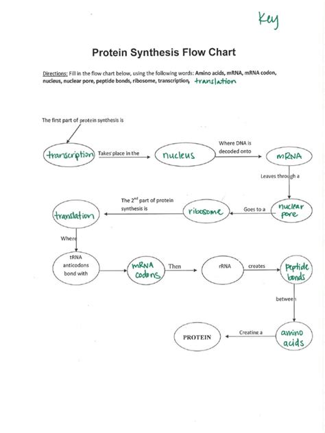 Protein Synthesis Flow Chart Answer Key PDF