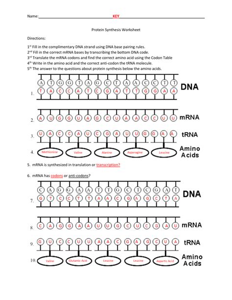 Protein Synthesis Practice 2 Answer Key Reader