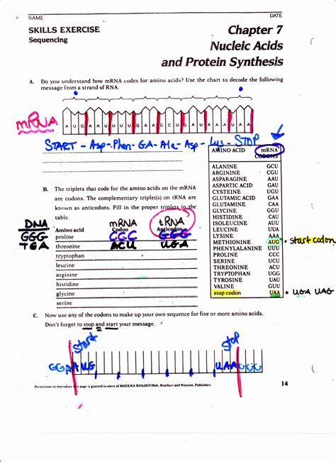 Protein Synthesis Review Answers Epub