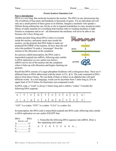 Protein Synthesis Simulation Lab Answers PDF